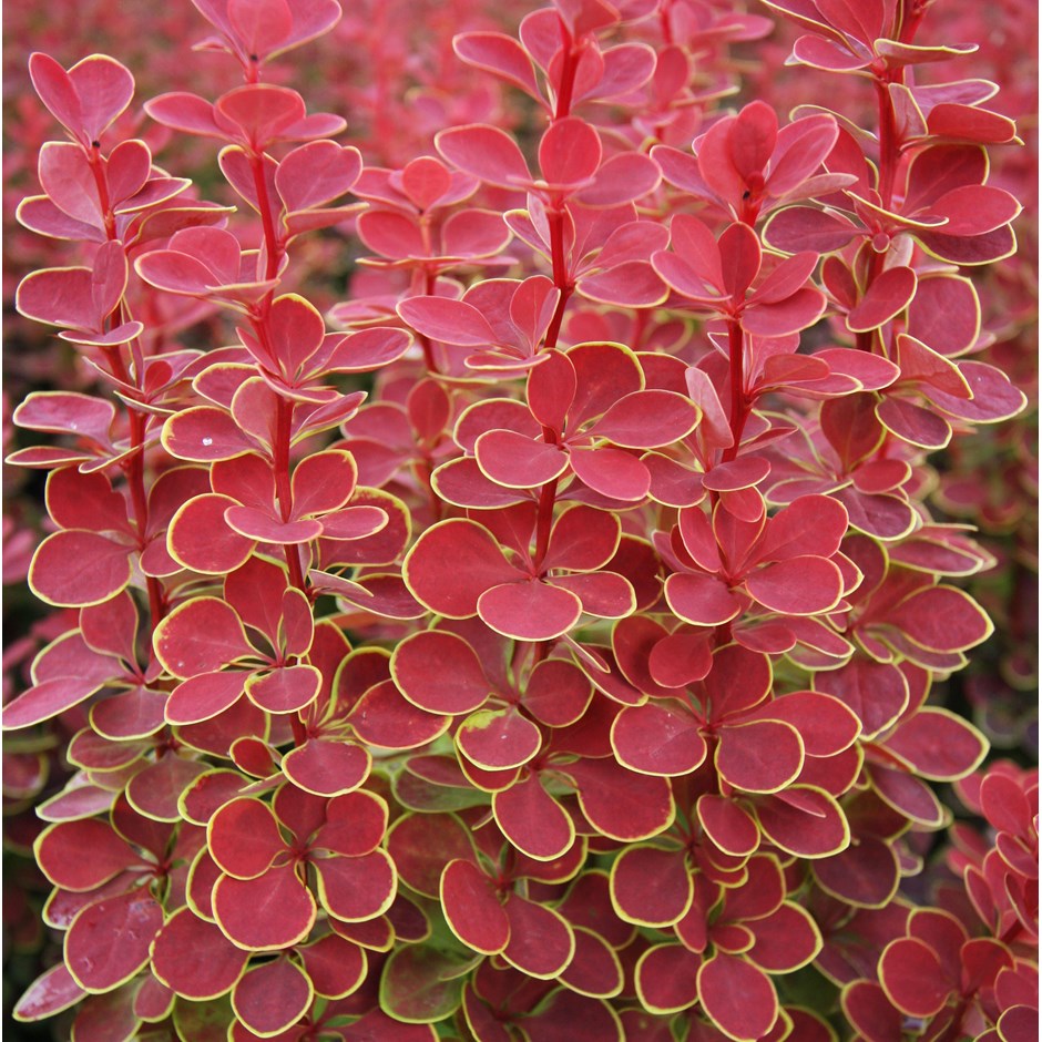 Dřišťál Thunbergův - Berberis Thunbergií´ ORANGE ICE´(kont. 2 litry)