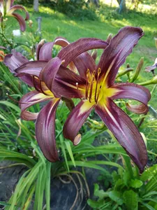 Denivka - Hemerocallis ´ARROWEHEAD´(kont. 1,5 litrů)