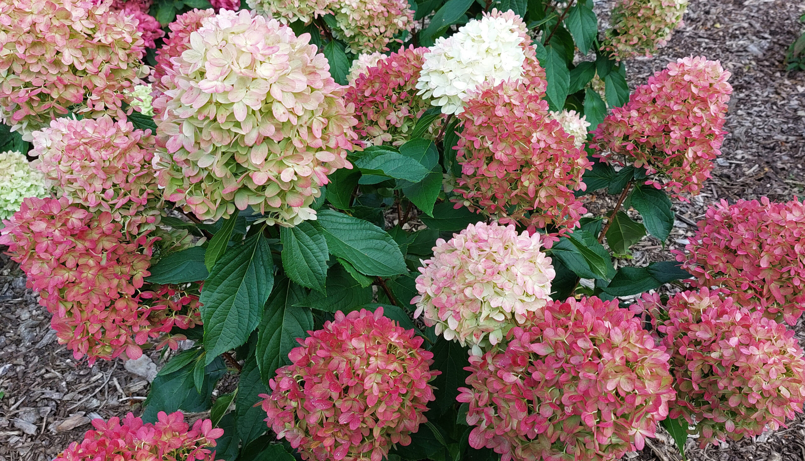 Hortenzie - Hydrangea ´GRAFITT´ (kont. 2 litry)