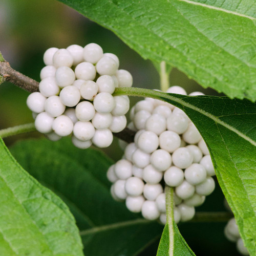 Krásnoplodka japonská (4 leté, AKCE) - Callicarpa japonica 'LEUCOCARPA´(kont. 1,5 litrů)
