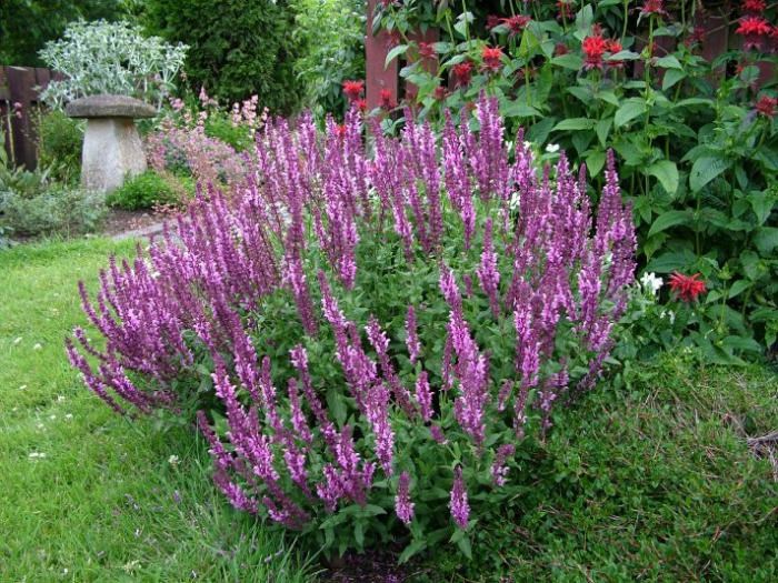 Šalvěj hajní - Salvia nemorosa ´ROSA KONIGIN´(kont. 9x9 cm)