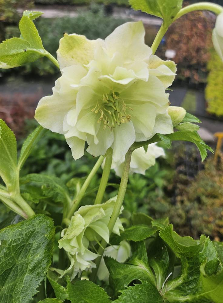 Čemeřice východní (obří květ) - Helleborus hyb. ´DOUBLE ELLEN WHITE ´(kont. 1,5 litrů)