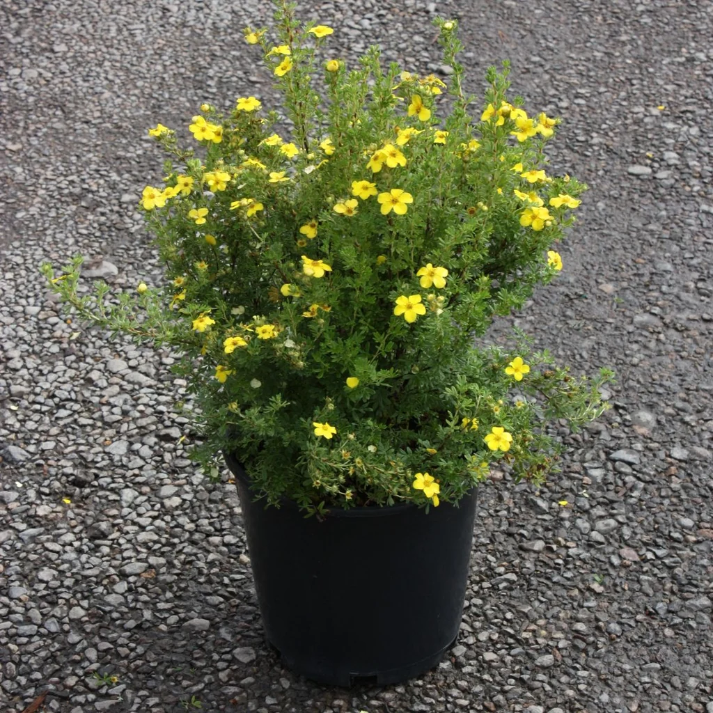 Mochna křovitá - Potentilla frut. 'GOLDKISSEN´ (kont. 9x9cm)
