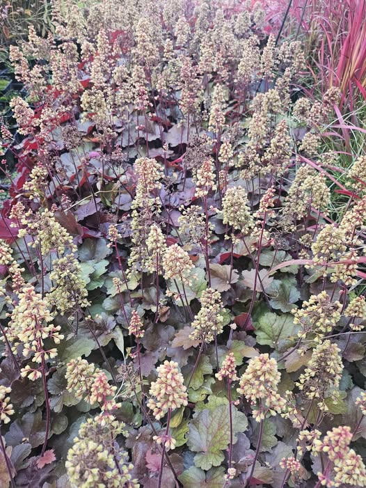 Dlužicha - Heuchera hybrida 'BLONDIE' (kont. 1 litr)