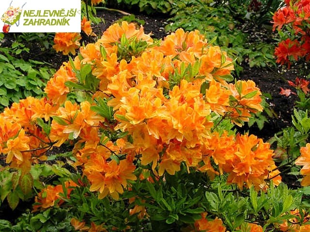 Azalka velkokvětá, opadavá žlutá - Azalea ´ANNEKE´ (kont.2 litry)
