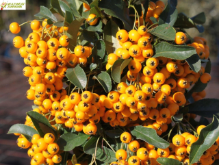 Hlohyně šarlatová (žlutá) - Pyracantha coccinea 'SOLEIL D´OR' (kont. 9x9 cm)