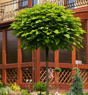 Katalpa zakrslá (pouze na osobní odběr) - Catalpa bignonioides 'NANA' (kmínek 120 cm + korunka, kont. 15 litrů)