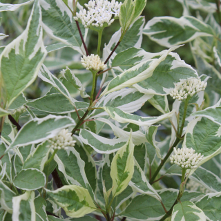 Svída bílá - Cornus alba 'ELEGANTISIMA' (kont. 2 litry) 