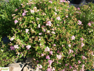 Tavolník japonský - Spiraea jap. 'LITTLE PRINCES' (kont. 9x9 cm) 