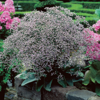 Statice širokolistá (k sušení) - Limonium lafifolium  (kont. 9x9cm)