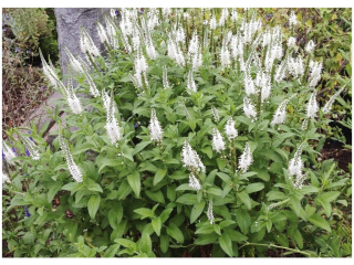 Rozrazil klasnatý - Veronica spicata 'SNOW CANDLES´kont. 9x9 cm)