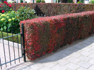 Dřišťál thumbergův  (vyšší,červený list )  - Berberis th.'ATROPURPUREA' (kont. 9x9 cm)