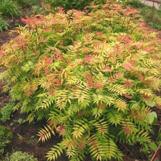Tavolníkovec jeřábolistý (AKCE 1+1 ZDARMA, ODPUZUJE HMYZ) - Sorbaria sorbifolia ´SEM´ (kont. 2 litry)