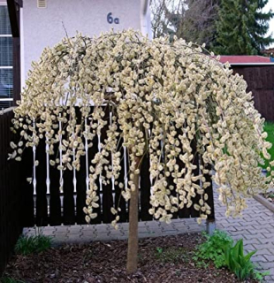 Převislá vrba - Salix caprea 'PENDULA' (kmínek 120cm,kont. 5 litrů)