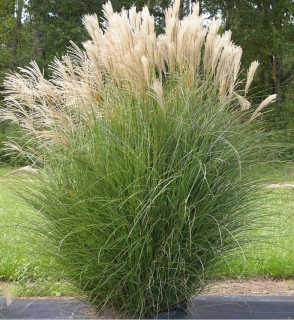 Ozdobnice čínská - Miscanthus sinensis ´GRACILLIMUS´ (kont. 1,5 litrů) 