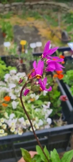 Boží květ - Dodecatheon 'JEFFREYI' (kont. 9x9 cm) 