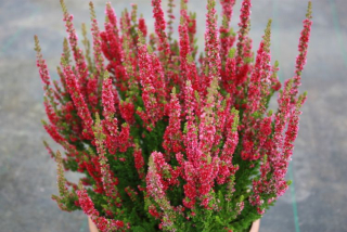 Vřes - Calluna vul. ´DISCO QUEEN´ (kont. 9x9 cm)