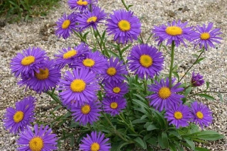 Aster alpinus - Hvězdnice alpská ´DUNKLE SCHONE´(kont. 9x9 cm)
