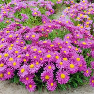 Hvězdnice alpská - Aster alpinus ´HAPPY END´(kont. 9x9 cm)
