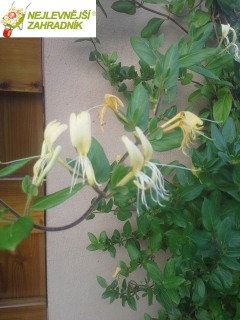 Zimolez popínavý - Lonicera japonica'  ´HALLS PROLIFIC´ (kont. 9x9 cm) 