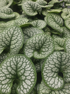 Poměnkovec velkolistý - Brunnera mac. ´SEA HEART´(kont. 14 cm)