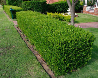 Zimostráz obecný - Buxus sempervirens (kont. 9x9 cm)