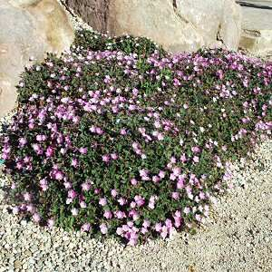 Pumpava - Erodium variabile  'BISHOP'S FORM ' (kont. 9x9 cm)