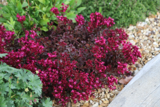 Rozchodník pochybný - Sedum spurium 'VODOO'  (kont. 9x9) 