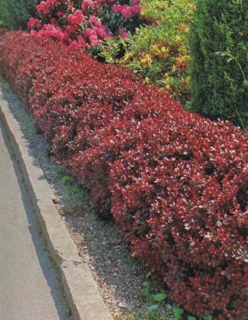 Dřištál Thurnbergův - Berberis th. 'ATROPURPURERA NANA' (kont. 9x9 cm)