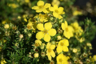 Mochna křovitá ( nízká, půdopokryvná )  - Potentilla fruticosa 'GOLDTEPICH´(kont. 9x9 cm)