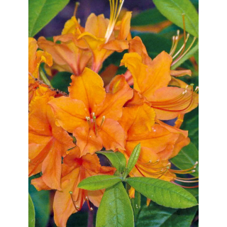 Azalka japonská - Azalea japonica ' ORANGE BEAUTY ' (kont.2litry)