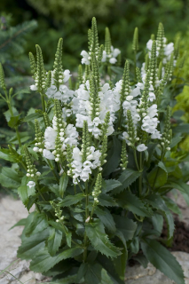 Řetězovka bílá - Physostegia virginiana ´ALBA´(kont. 9x9 cm)