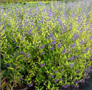 Ořechoplodec clandonský - Caryopteris x clandonensis  'WORCESTER GOLD'  (kont. 1 litr) 