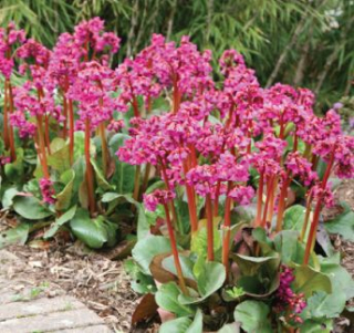 Bergénie  - Bergenia cordifolia 'WINTERGLUT' (kont. 9x9 cm)
