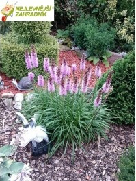 Šuškarda klasnatá - Liatris spicata 'KOBOLD' (kont. 9x9 cm)