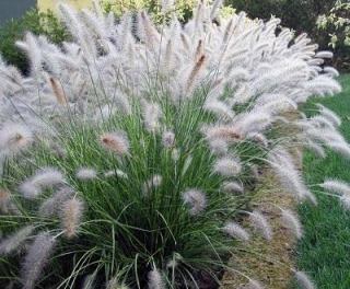 Vousatec  AKCE - Penissetum 'HAMELN' (kont. 1,5 litrů) 