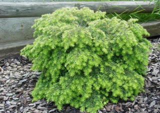 Jedlovec kanadský - Tsuga canadensis  'JEDDELOH' (kont. 2 litry)