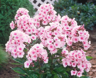 Plaménka latnatá - Phlox pan. ´BRIGHT EYES´(kont. 9x9 cm)