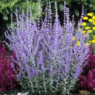Provskie (2 jakost) - Perovskia atriplicifolia 'BLUE SPIRE' (kont. 1,5 litrů)