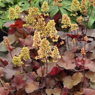 Dlužicha - Heuchera hybrida 'BLONDIE' (kont. 1 litr)