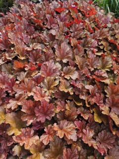 Dlužicha - HEUCHERA 'PEACH FLAMBÉ´ (kont. 1,5 litrů)