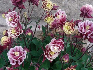 Orlíček  - Aquilegia ' WINKY DOUBLE RED WHITE'