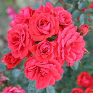 Růže půdopokryvná - Rosa ˇHEIDESINPHONIE´(kont. 9x9 cm)