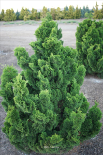 Cypřišek tupolistý - Chamaecyparis obtusa 'NANA GRACILIS' (kont. 2 litry) 