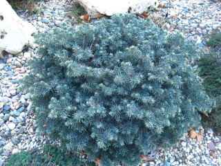 Smrk pichlavý - Picea pungens ´WALDBRUNN´ (kont. 2 litry)