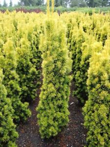 Tis červený -  Taxus baccata ´DAVID´ (kont. 2 litry)