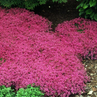 Mateřídouška - Thymus praecox 'CREEPING RED' (kont. 9x9 cm)
