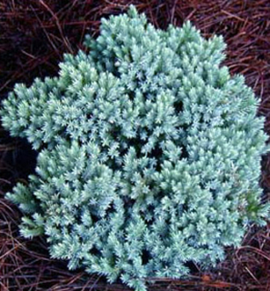 Jalovec šupinatý (roubovaný na kmínku 80cm)- Juniperus sq. 'BLUE STAR' (kont. 7,5 litrů)