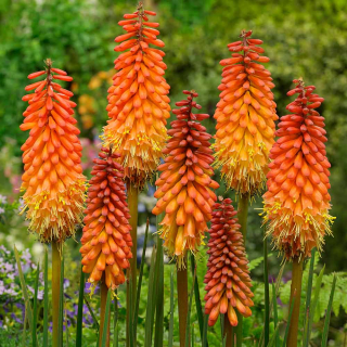 Kleopatřina jehla - Kniphofia uvaria 'FLAMENCO' (kont. 9x9 cm)