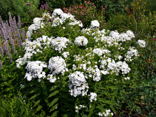Plaménka latnatá (velký bílý květ) - Phlox paniculata ´ALBA´ (kont. 9x9 cm)